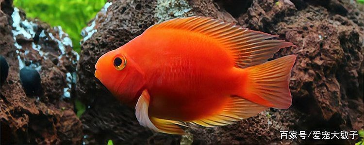 家里養元寶魚好嗎，養元寶魚的利弊