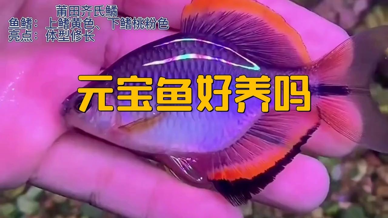 家里養元寶魚好嗎，養元寶魚的利弊