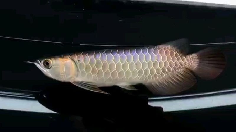 古典過背藍底金龍25公分多少錢，過背藍底金龍25公分