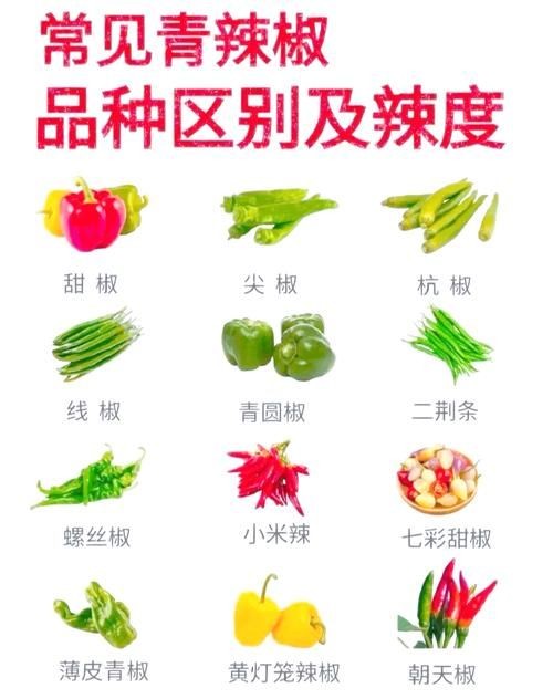 各種辣椒圖片，多種辣椒高清圖片大全，辣味視覺盛宴盡收眼底！