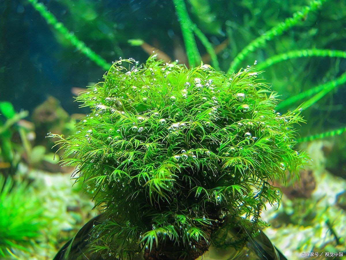 吉印燈養(yǎng)水草最忌諱的三個地方，印燈養(yǎng)水草最忌諱的三個
