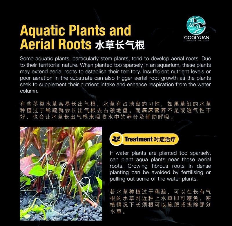 吉印燈養(yǎng)水草最忌諱的三個地方，印燈養(yǎng)水草最忌諱的三個