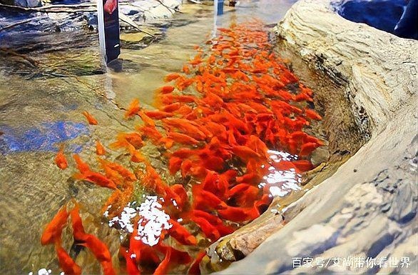 銀龍魚的繁殖方式引起了廣泛的關(guān)注和熱議