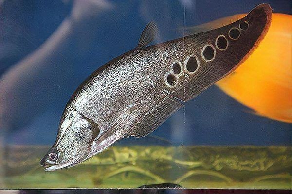 和三間鼠長得像的是哪一種魚，三間鼠長得像的是哪種觀賞魚