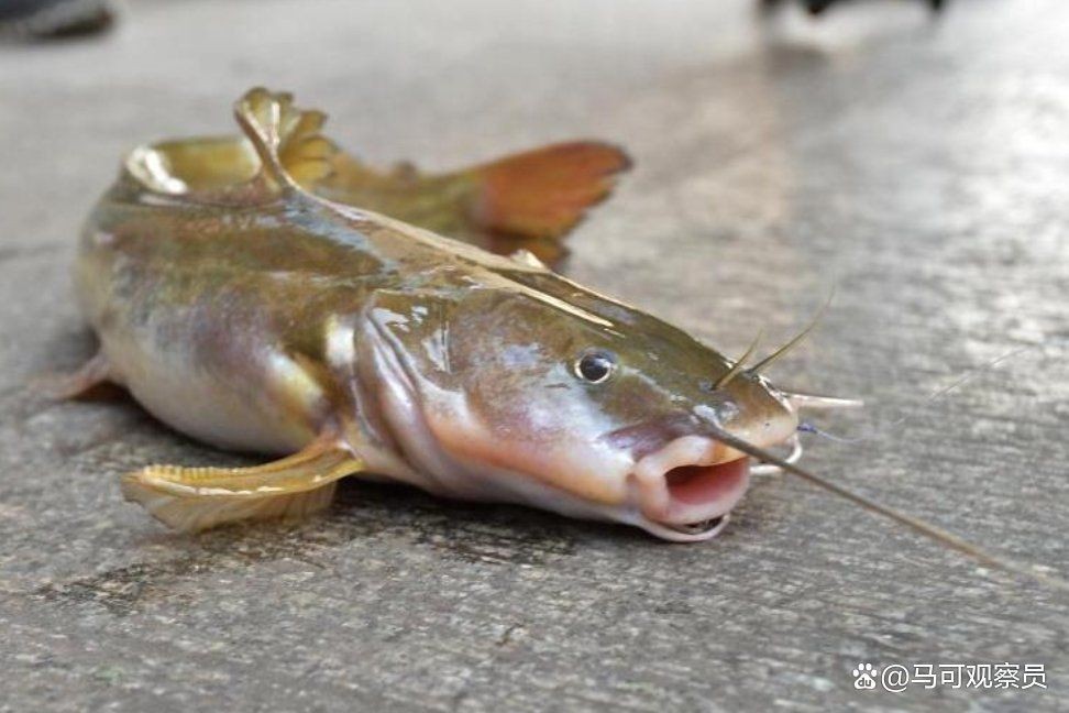 和三間鼠長得像的是哪一種魚，三間鼠長得像的是哪種觀賞魚