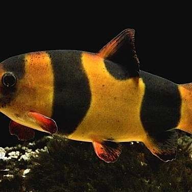 和三間鼠長得像的是哪一種魚，三間鼠長得像的是哪種觀賞魚