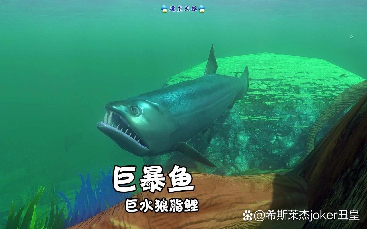 巨暴牙魚圖片，暴牙魚高清圖片大全及詳細解析