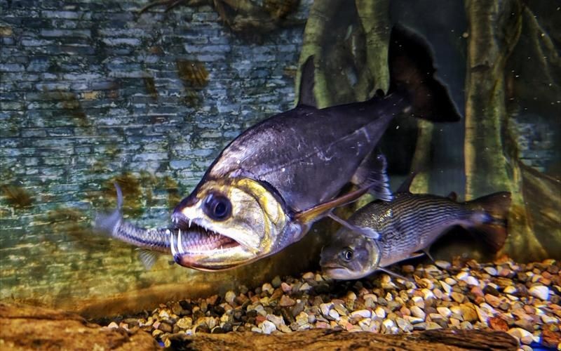 巨暴牙魚圖片，暴牙魚高清圖片大全及詳細解析