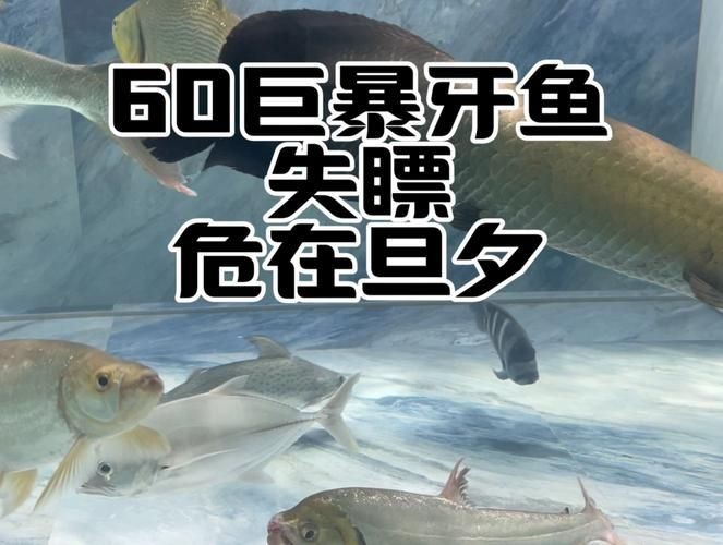 巨暴牙魚圖片，暴牙魚高清圖片大全及詳細解析