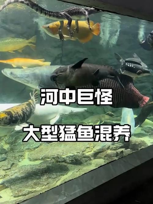 巨暴牙魚圖片，暴牙魚高清圖片大全及詳細解析