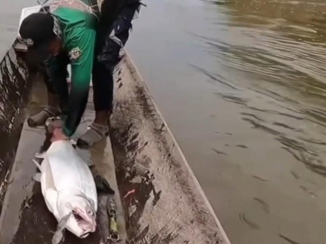 巨暴牙魚圖片，暴牙魚高清圖片大全及詳細解析