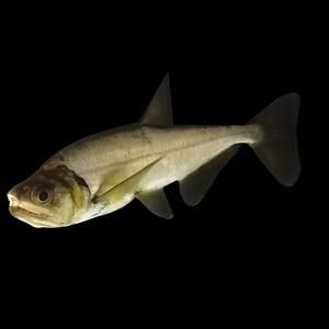 巨暴牙魚圖片，暴牙魚高清圖片大全及詳細解析