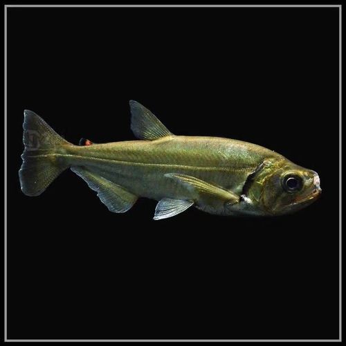 巨暴牙魚圖片，暴牙魚高清圖片大全及詳細解析