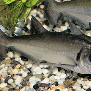 巨暴牙魚圖片，暴牙魚高清圖片大全及詳細解析
