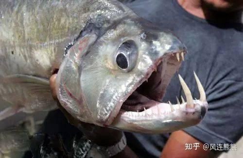 巨暴牙魚圖片，暴牙魚高清圖片大全及詳細解析