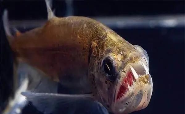 巨暴牙魚圖片，暴牙魚高清圖片大全及詳細解析