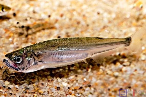 巨暴牙魚圖片，暴牙魚高清圖片大全及詳細解析