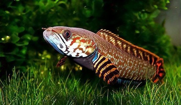 假巴卡雷龍魚(yú)是哪個(gè) 假巴卡雷龍魚(yú)是哪個(gè) 全國(guó)水族館企業(yè)名錄 第1張
