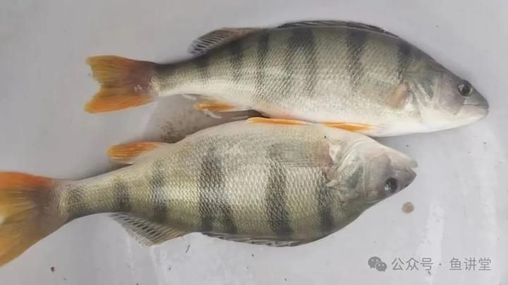 今日魚價最新價格表