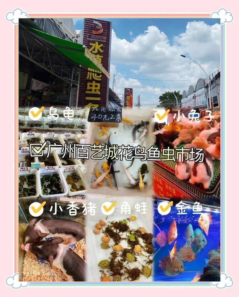 廣州百藝城vc祥龍魚場