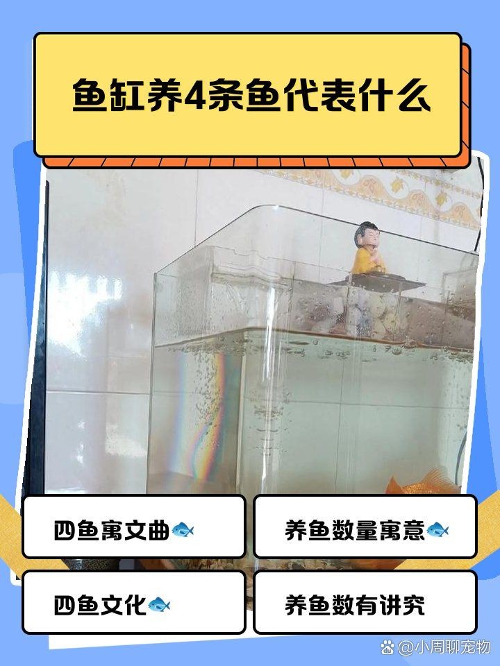 4條龍魚代表什么風水