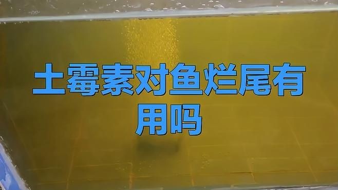土霉素對魚爛尾有用嗎 土霉素對魚爛尾有用嗎 龍魚百科 第1張