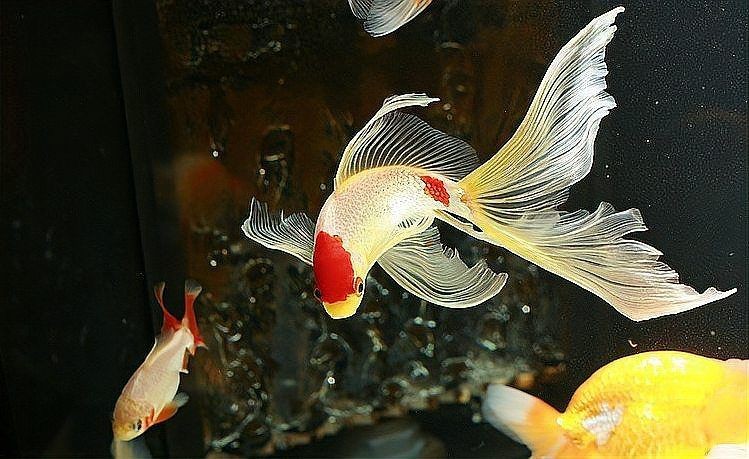 家里適合養錦鯉還是金魚