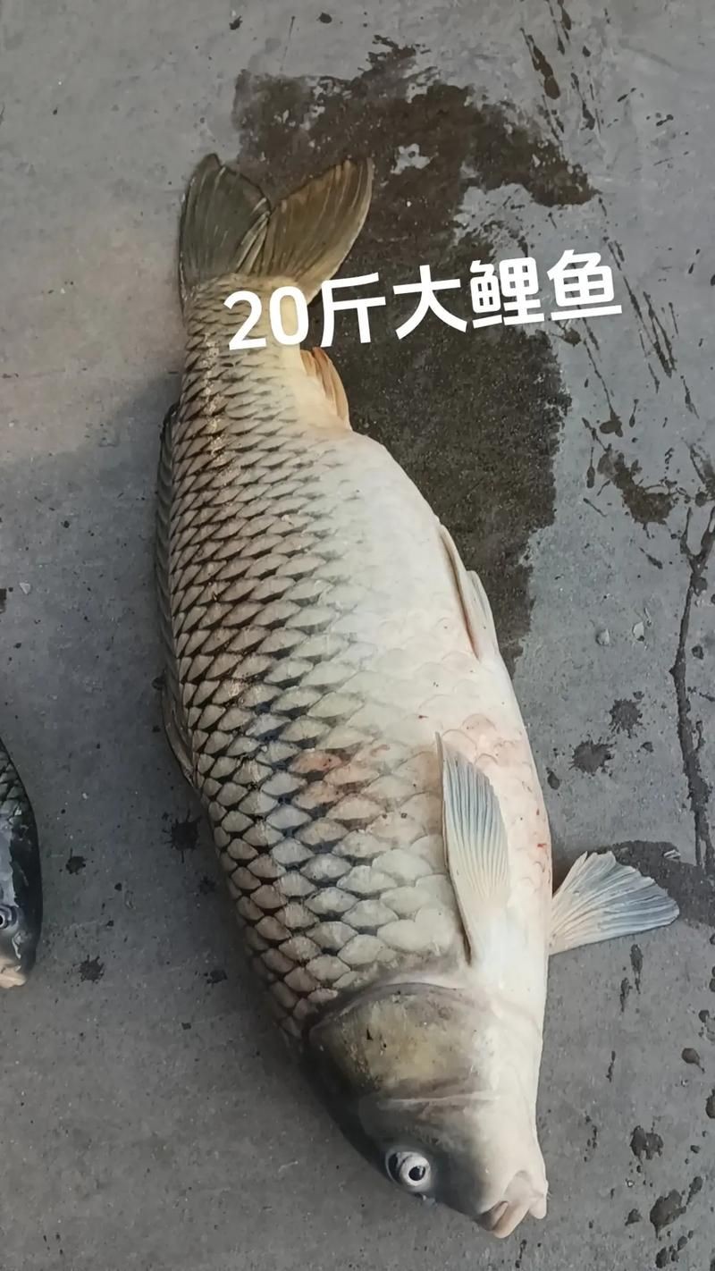 巨型曲鯉圖片