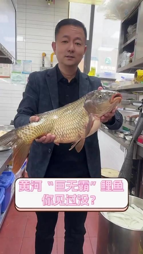 巨型曲鯉圖片