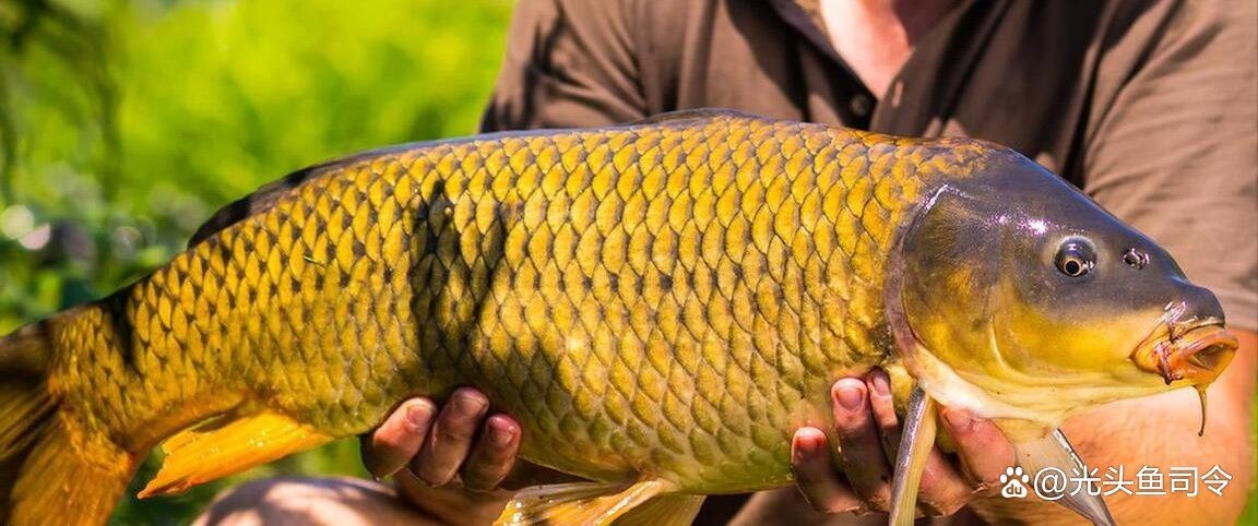 巨型曲鯉圖片