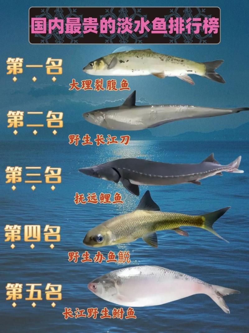 巨型曲鯉圖片