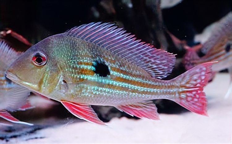 關刀魚好養嗎 關刀魚好養嗎 龍魚論壇 第9張