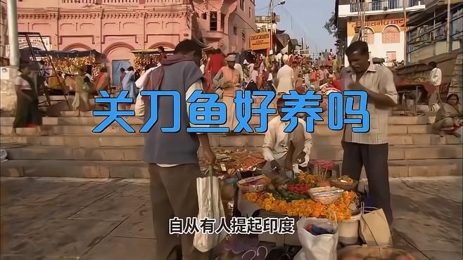 關(guān)刀魚(yú)好養(yǎng)嗎
