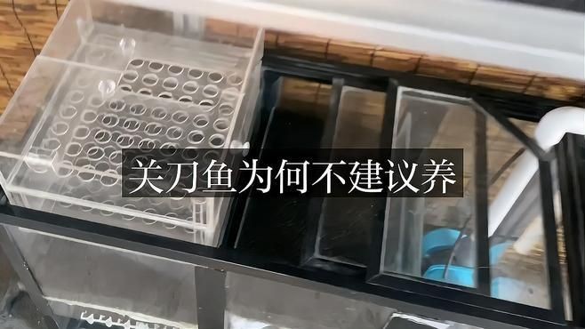 關刀魚好養嗎 關刀魚好養嗎 龍魚論壇 第7張