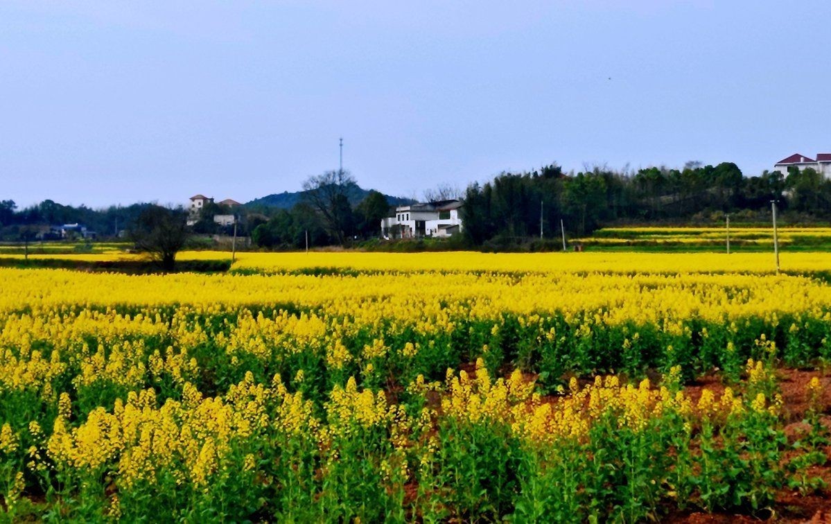 關刀新村花博園什么時候動工