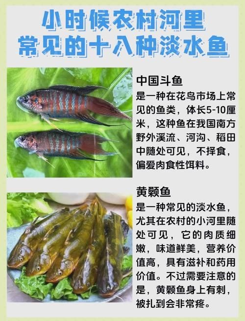 河魚種類大全圖片