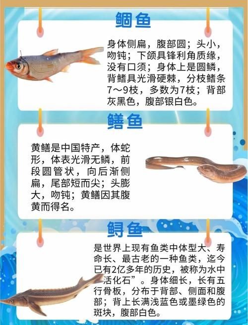 河魚種類大全圖片