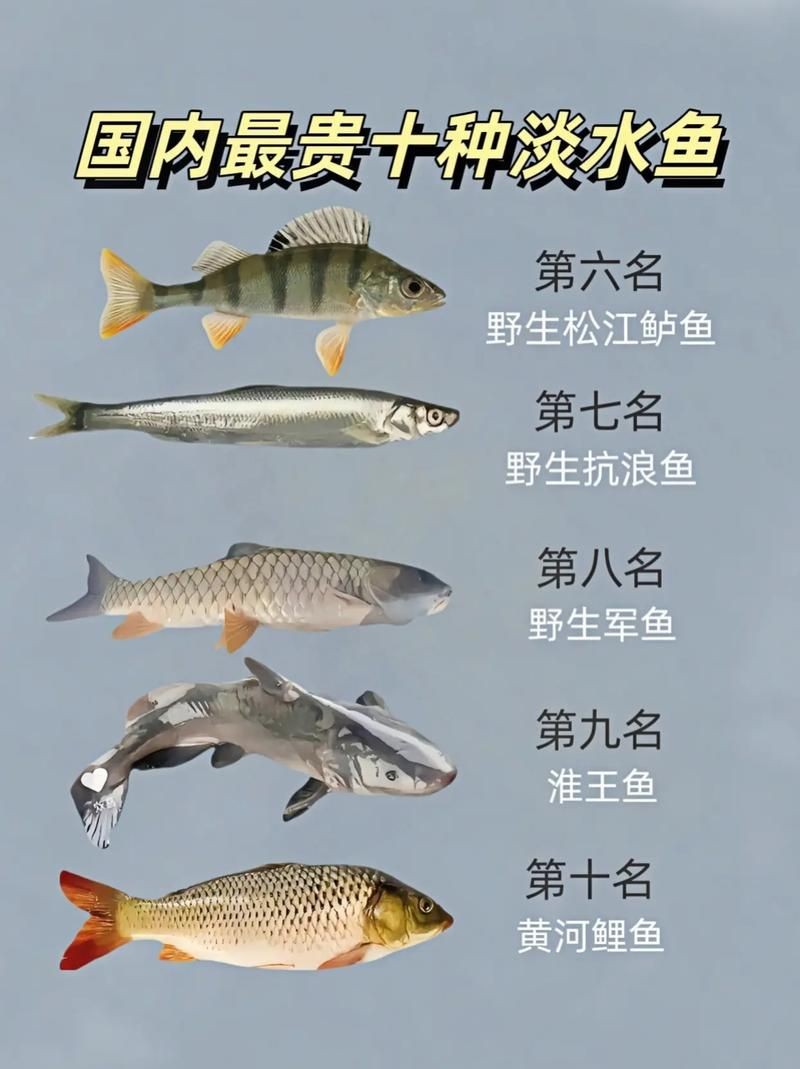 河魚種類大全圖片
