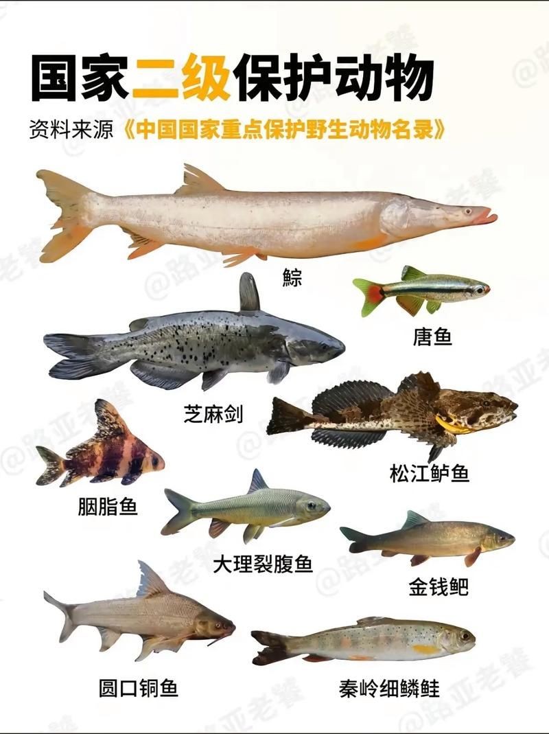 河魚種類大全圖片