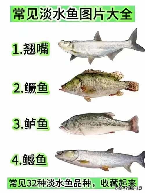 河魚種類大全圖片