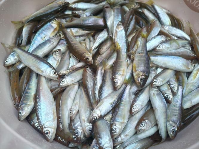 河魚種類大全圖片