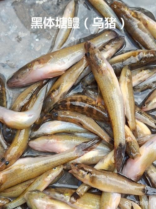 河魚種類大全圖片