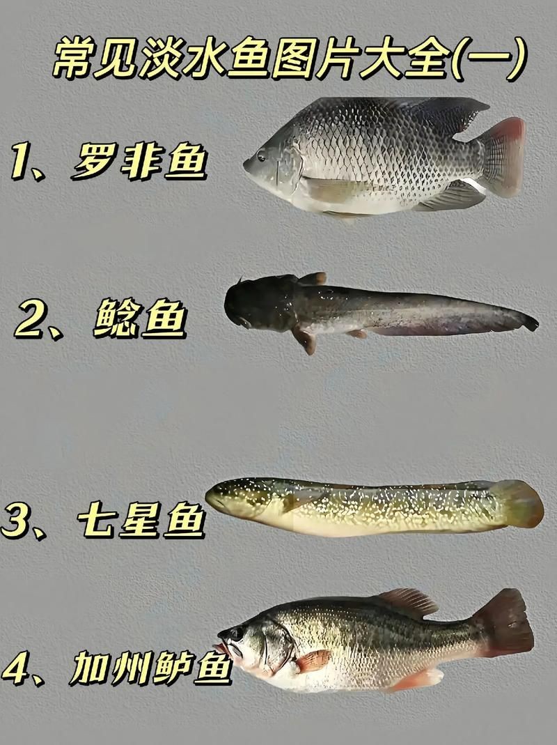 河魚種類大全圖片