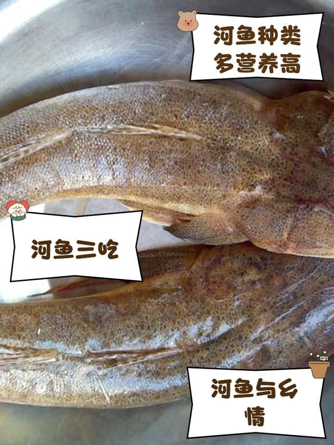 河魚種類大全圖片