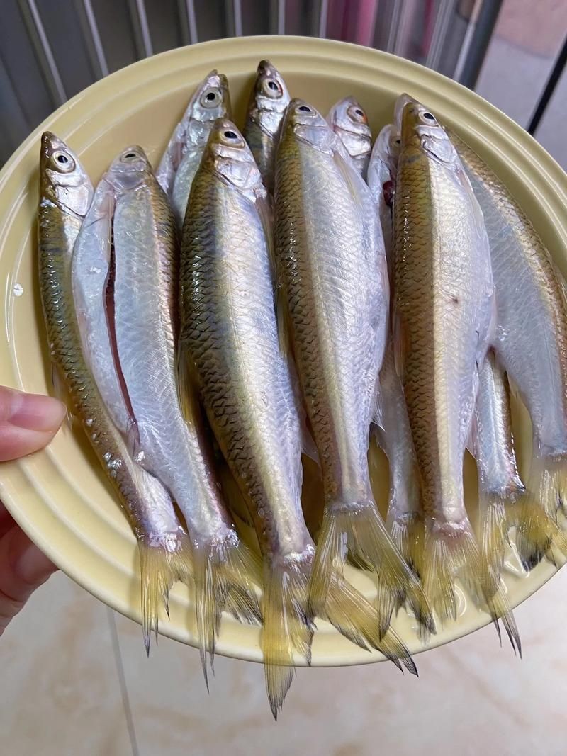 河魚種類大全圖片
