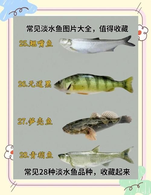 河魚種類大全圖片