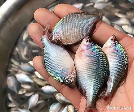 河魚種類大全圖片