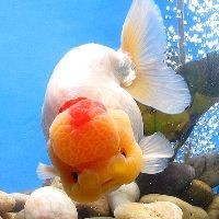 十大最好養的龍魚 龍魚百科 第5張 十大最好養的龍魚 十大最好養的龍魚 龍魚百科 第5張