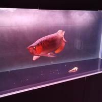 紅龍最忌三種魚