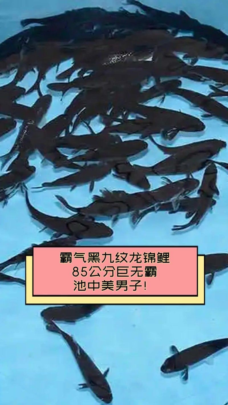 九紋龍錦鯉有幾個(gè)品種